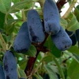 Volkhov orlovi nokti: opis sorte, fotografije i recenzije